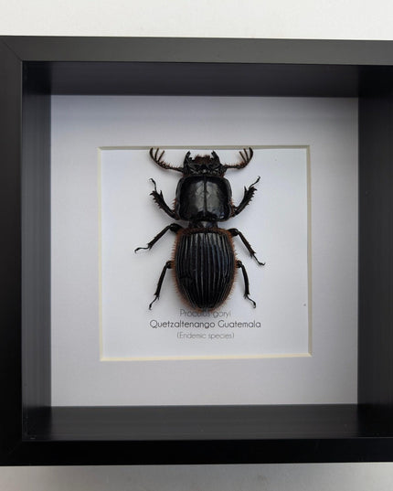Framed Proculus goryi Beetle, Giant Bess Beetle, Nature Wall Art