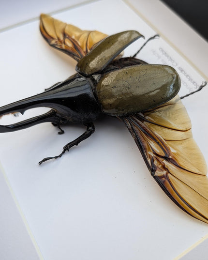Framed Dynastes Hercules Lychyi Beetle, Taxidermy Wall Art (A4)