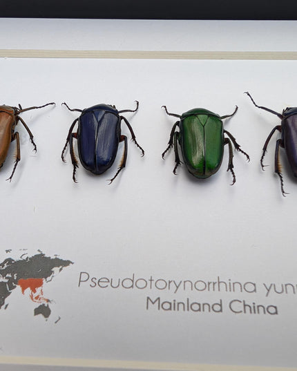 Framed pseudotorynorrhina fortunei beetles: multicolour entomology wall art