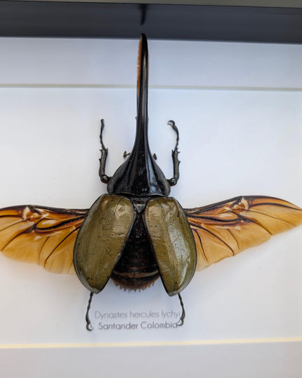Framed Dynastes Hercules Lychyi Beetle, Taxidermy Wall Art (A4)