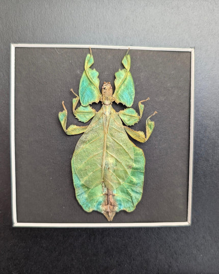 Framed leaf insect specimen: pulchriphyllium bioculatum wall art
