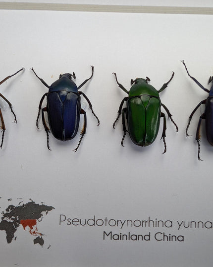 Framed pseudotorynorrhina fortunei beetles: multicolour entomology wall art