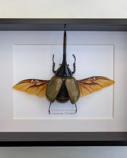 Framed Dynastes Hercules Lychyi Beetle, Taxidermy Wall Art (A4)