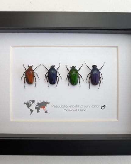 Framed pseudotorynorrhina fortunei beetles: multicolour entomology wall art