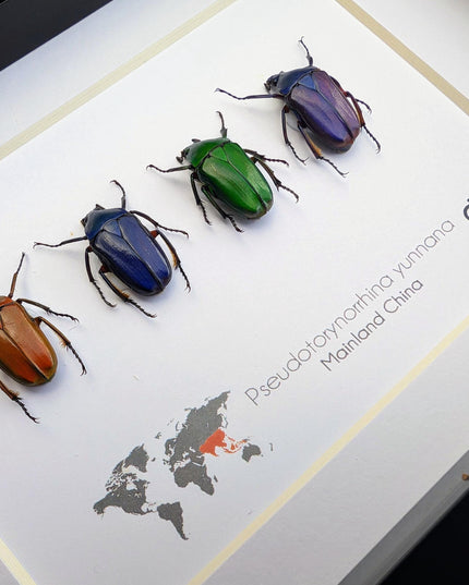 Framed pseudotorynorrhina fortunei beetles: multicolour entomology wall art