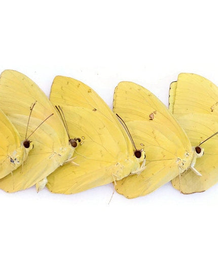 Dried Yellow Butterfly Specimens: Phoebis Philea, Art Craft Supply (Bundle of 5)