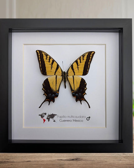 Framed Papilio multicaudata, Two-Tailed Swallowtail Taxidermy Butterfly, Entomology 8"x8"