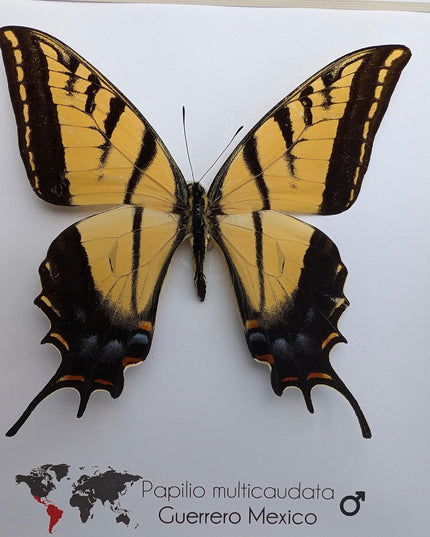 Framed Papilio multicaudata, Two-Tailed Swallowtail Taxidermy Butterfly, Entomology 8"x8"