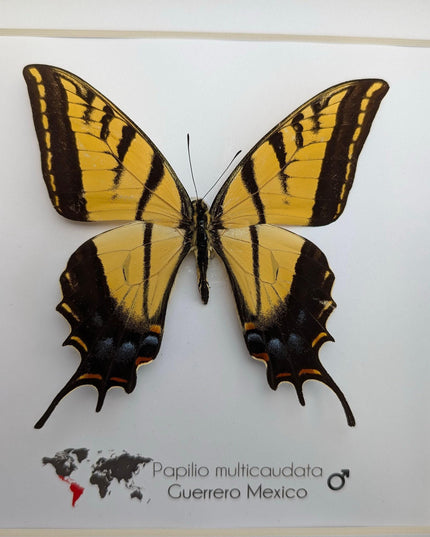 Framed Papilio multicaudata, Two-Tailed Swallowtail Taxidermy Butterfly, Entomology 8"x8"