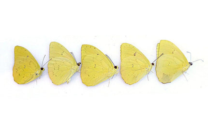 Dried Yellow Butterfly Specimens: Phoebis Philea, Art Craft Supply (Bundle of 5)