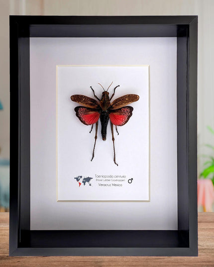 Framed horse lubber grasshopper: rare colorful insect art, 8x10