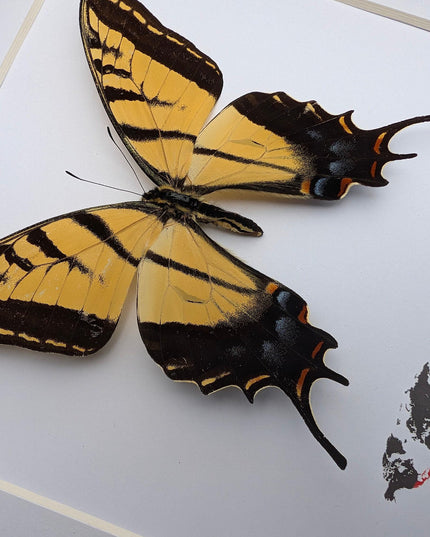 Framed Papilio multicaudata, Two-Tailed Swallowtail Taxidermy Butterfly, Entomology 8"x8"