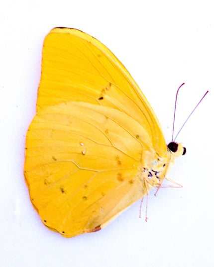 Dried Yellow Butterfly Specimens: Phoebis Philea, Art Craft Supply (Bundle of 5)