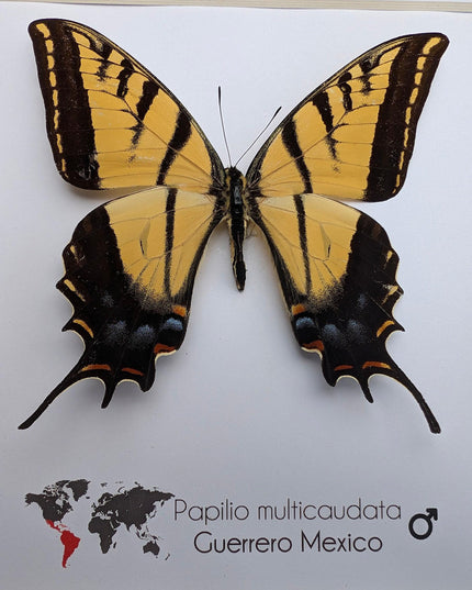 Framed Papilio multicaudata, Two-Tailed Swallowtail Taxidermy Butterfly, Entomology 8"x8"