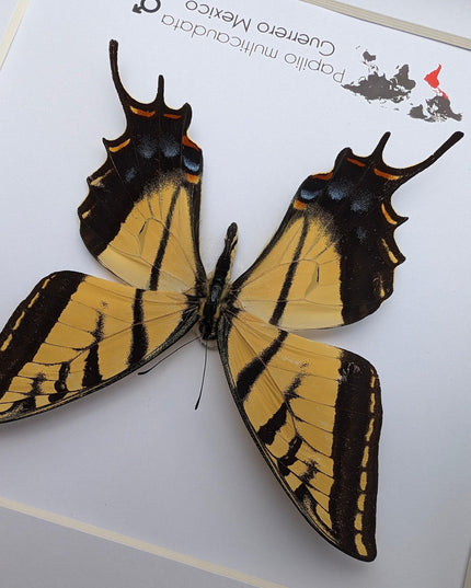Framed Papilio multicaudata, Two-Tailed Swallowtail Taxidermy Butterfly, Entomology 8"x8"