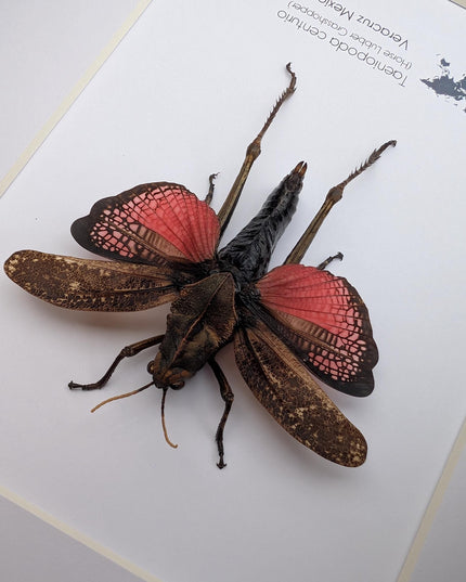 Framed horse lubber grasshopper: rare colorful insect art, 8x10