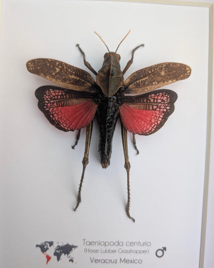 Framed horse lubber grasshopper: rare colorful insect art, 8x10