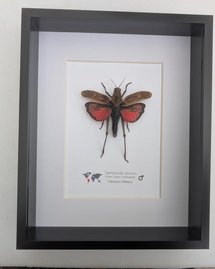 Framed horse lubber grasshopper: rare colorful insect art, 8x10