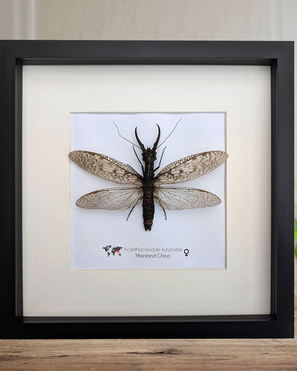 Framed dobsonfly taxidermy: acanthacorydalis fruhstorferi entomology wall art