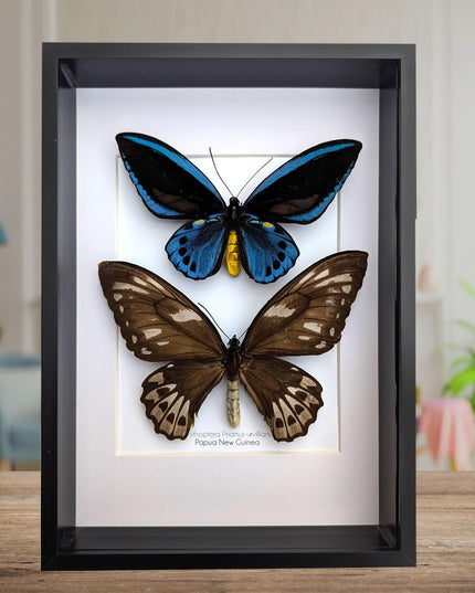 Framed blue birdwing butterfly: ornithoptera priamus urvillianus, entomology wall decor