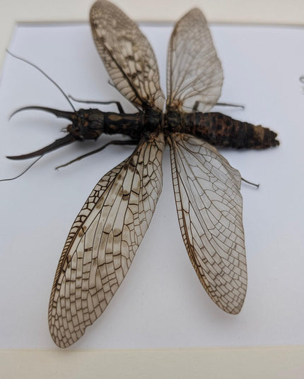 Framed dobsonfly taxidermy: acanthacorydalis fruhstorferi entomology wall art