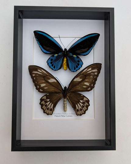 Framed blue birdwing butterfly: ornithoptera priamus urvillianus, entomology wall decor