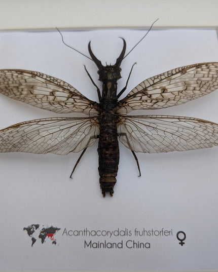 Framed dobsonfly taxidermy: acanthacorydalis fruhstorferi entomology wall art