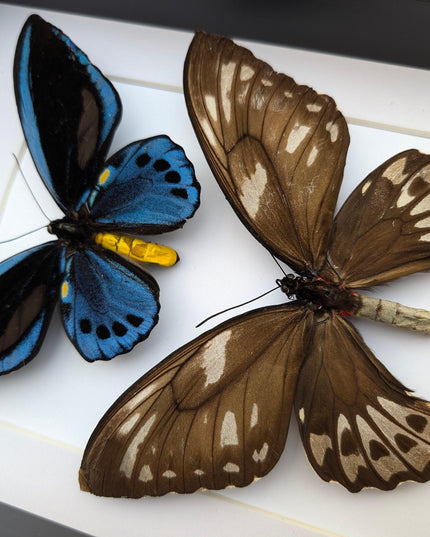 Framed blue birdwing butterfly: ornithoptera priamus urvillianus, entomology wall decor