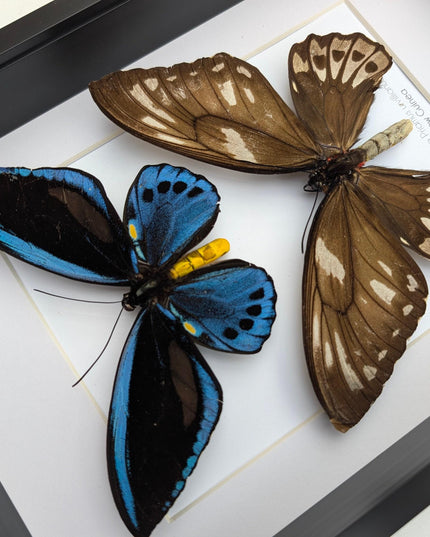 Framed blue birdwing butterfly: ornithoptera priamus urvillianus, entomology wall decor