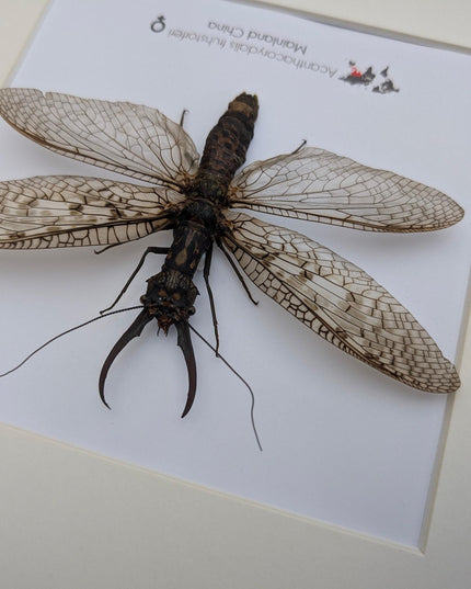 Framed dobsonfly taxidermy: acanthacorydalis fruhstorferi entomology wall art