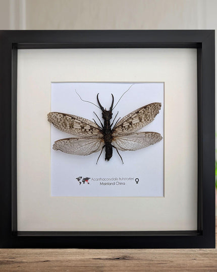 Framed dobsonfly taxidermy: acanthacorydalis fruhstorferi entomology wall art