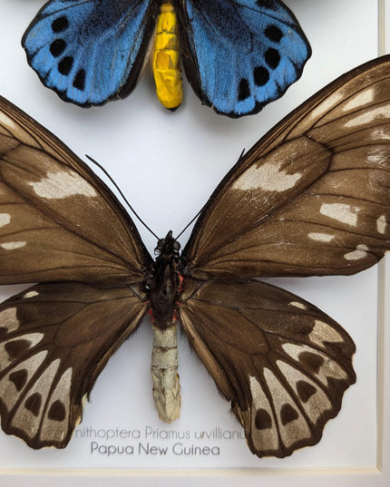 Framed blue birdwing butterfly: ornithoptera priamus urvillianus, entomology wall decor
