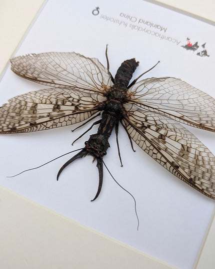 Framed dobsonfly taxidermy: acanthacorydalis fruhstorferi entomology wall art
