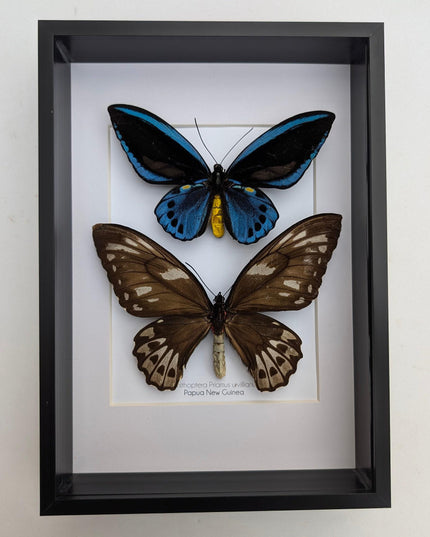 Framed blue birdwing butterfly: ornithoptera priamus urvillianus, entomology wall decor