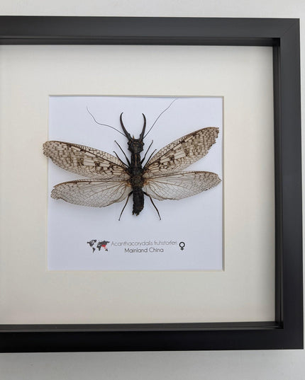 Framed dobsonfly taxidermy: acanthacorydalis fruhstorferi entomology wall art