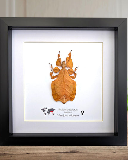 Framed red leaf insect taxidermy, indonesian wall art (8x8)