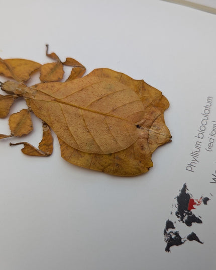 Framed red leaf insect taxidermy, indonesian wall art (8x8)