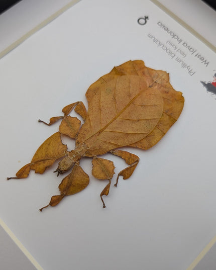 Framed red leaf insect taxidermy, indonesian wall art (8x8)