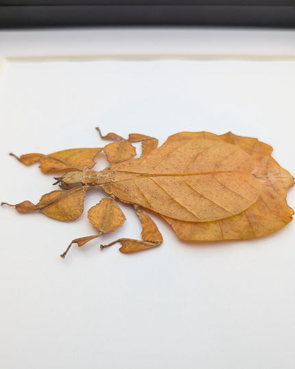 Framed red leaf insect taxidermy, indonesian wall art (8x8)