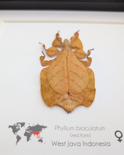 Framed red leaf insect taxidermy, indonesian wall art (8x8)