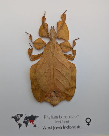 Framed red leaf insect taxidermy, indonesian wall art (8x8)