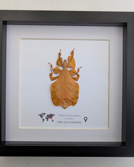 Framed red leaf insect taxidermy, indonesian wall art (8x8)