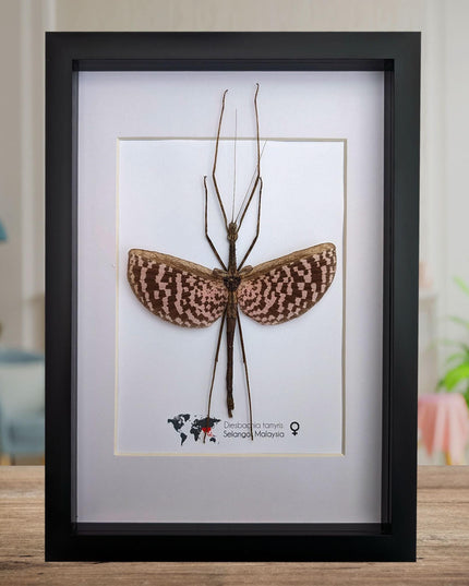 Framed Diesbachia Tamyris Stick Insect, Taxidermy Entomology Art (8x10)