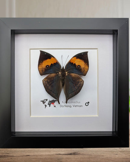 Framed orange oakleaf butterfly, kallima inachus, entomology wall art