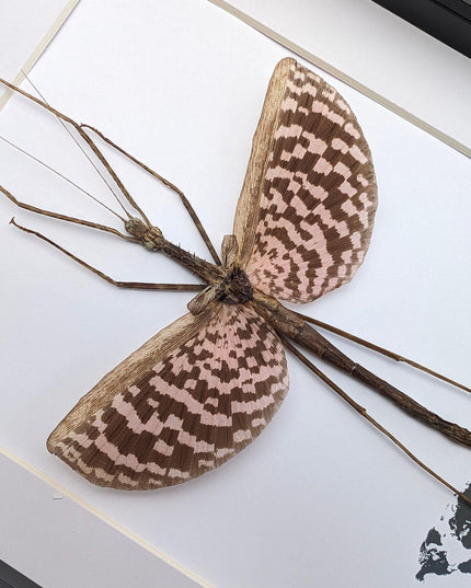 Framed Diesbachia Tamyris Stick Insect, Taxidermy Entomology Art (8x10)