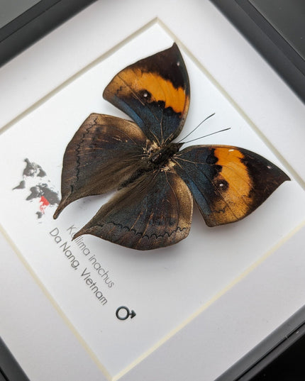 Framed orange oakleaf butterfly, kallima inachus, entomology wall art