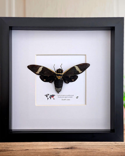 Framed sumbooms giant cicada: ethically sourced entomology art