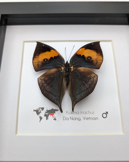 Framed orange oakleaf butterfly, kallima inachus, entomology wall art