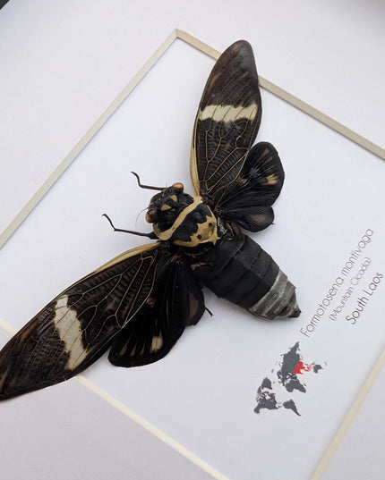 Framed sumbooms giant cicada: ethically sourced entomology art