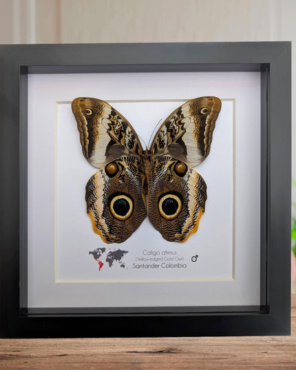 Framed caligo atreus butterfly, yellow-edged owl, indigo and gold, 8x8